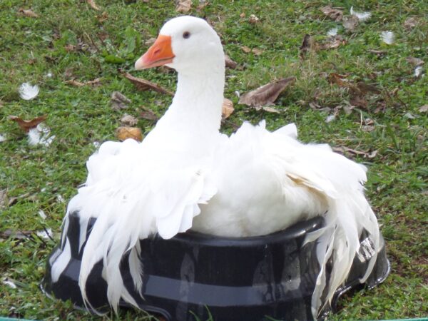 Sebastopol Geese For Sale