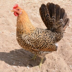 Sicilian Buttercup Chickens for Sale