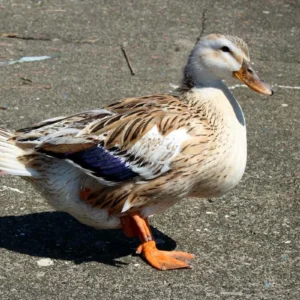 Buy Silver Appleyard Ducks For Sale