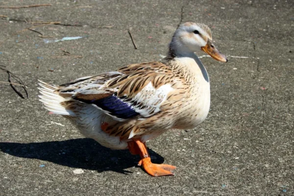 Buy Silver Appleyard Ducks For Sale