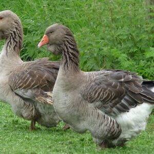 Buy Toulouse Geese For SaLe