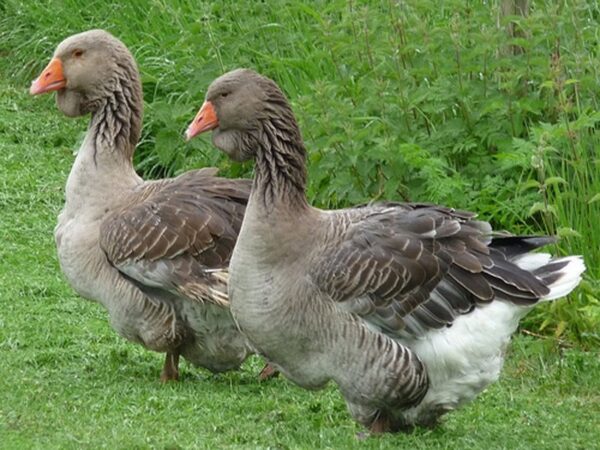 Buy Toulouse Geese For SaLe