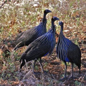 Vulturine Guinea Fowl chicks For sale