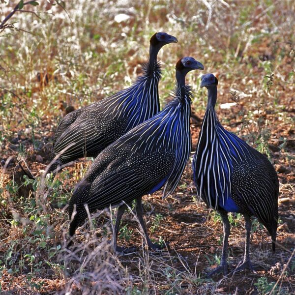 Vulturine Guinea Fowl chicks For sale