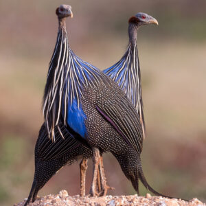 Vulturine Guinea Fowl For Sale At americanpoultrybirds.com