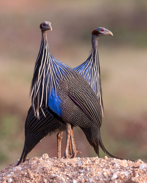 Vulturine Guinea Fowl For Sale At americanpoultrybirds.com