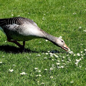 Buy Weeder Geese For sale