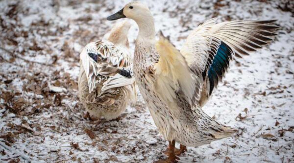 Welsh Harlequin Duck For Sale