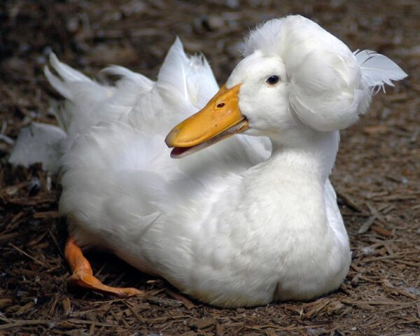 White Crested Duck For Sale