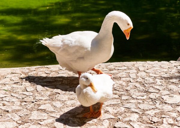 White Embden Geese For Sale