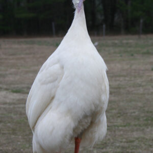 Buy White Guineas For Sale