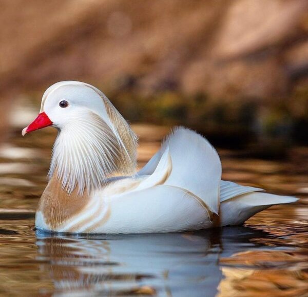 White Mandarin Ducks For Sale