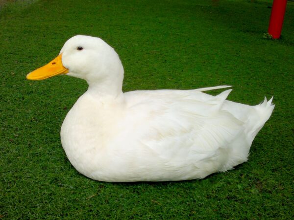 White Star Hybrid Duck For Sale