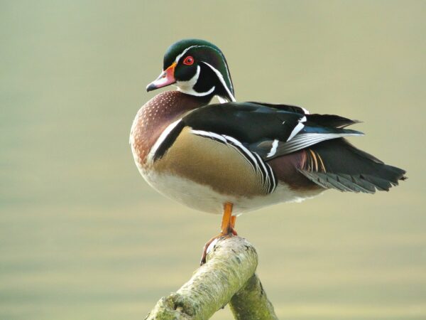 Wood Duck For Sale