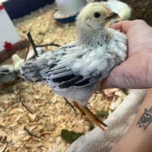 Order Day-Old Columbian Rock Baby Chicks