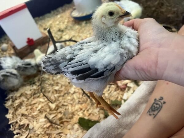 Order Day-Old Columbian Rock Baby Chicks