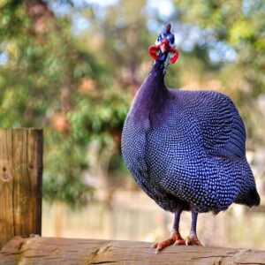 Guinea Fowl Royal Purple For Sale