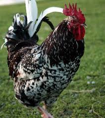 Speckled Sussex Chickens For Sale