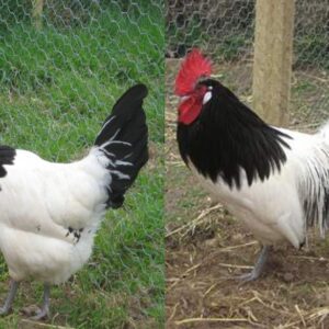 Silver Lakenvelder - Baby Chicks for Sale