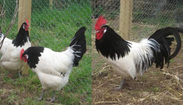 Silver Lakenvelder - Baby Chicks for Sale